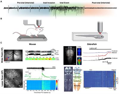 Epilepsy insights revealed by intravital functional optical imaging